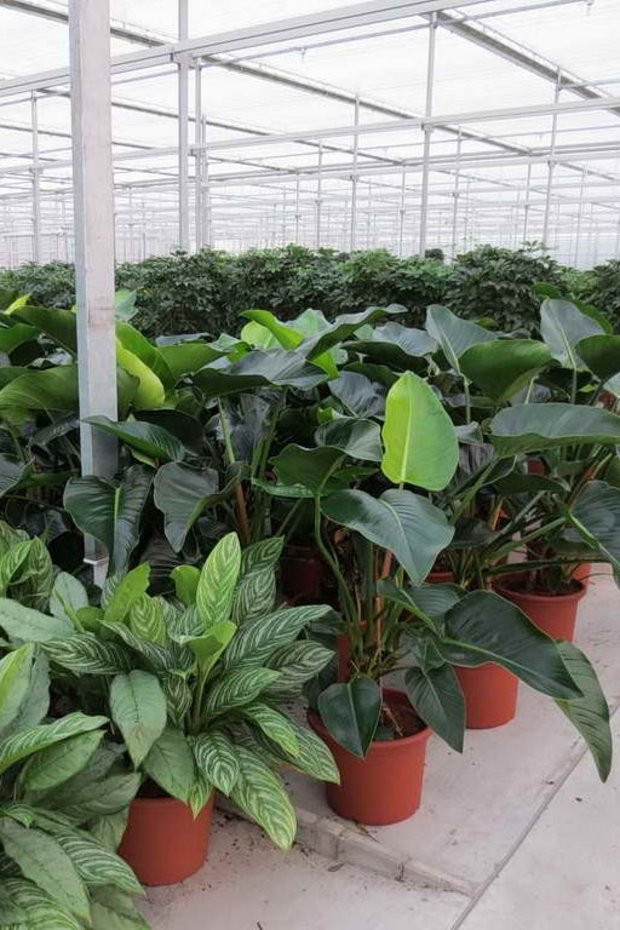 Erdpflanzen für individuelle Bepflanzungs-Gestaltung bei der Innenraumbegrünung