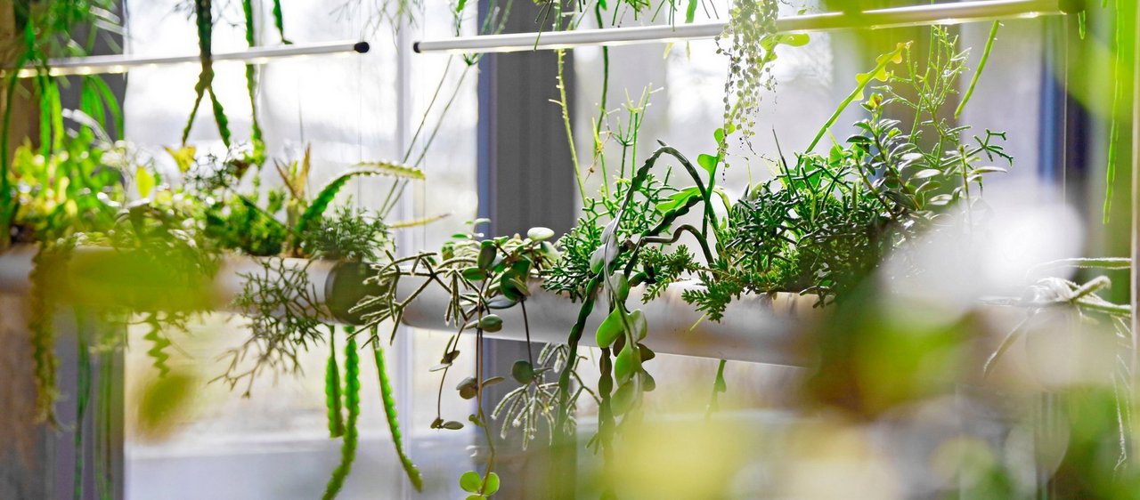 Schwebend schöne Pflanzenkunst mit hängenden Pflanzsystemen zur Innenraumbegrünung